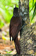 Straight-billed Woodcreeper