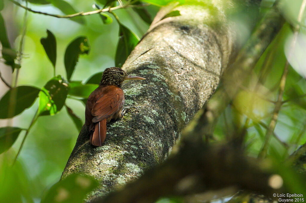 Straight-billed Woodcreeper