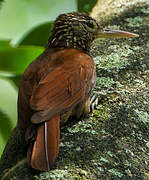 Straight-billed Woodcreeper