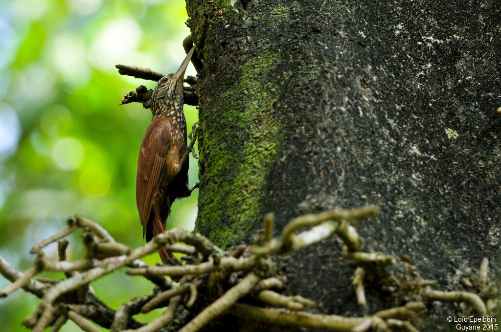 Straight-billed Woodcreeper