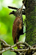 Straight-billed Woodcreeper