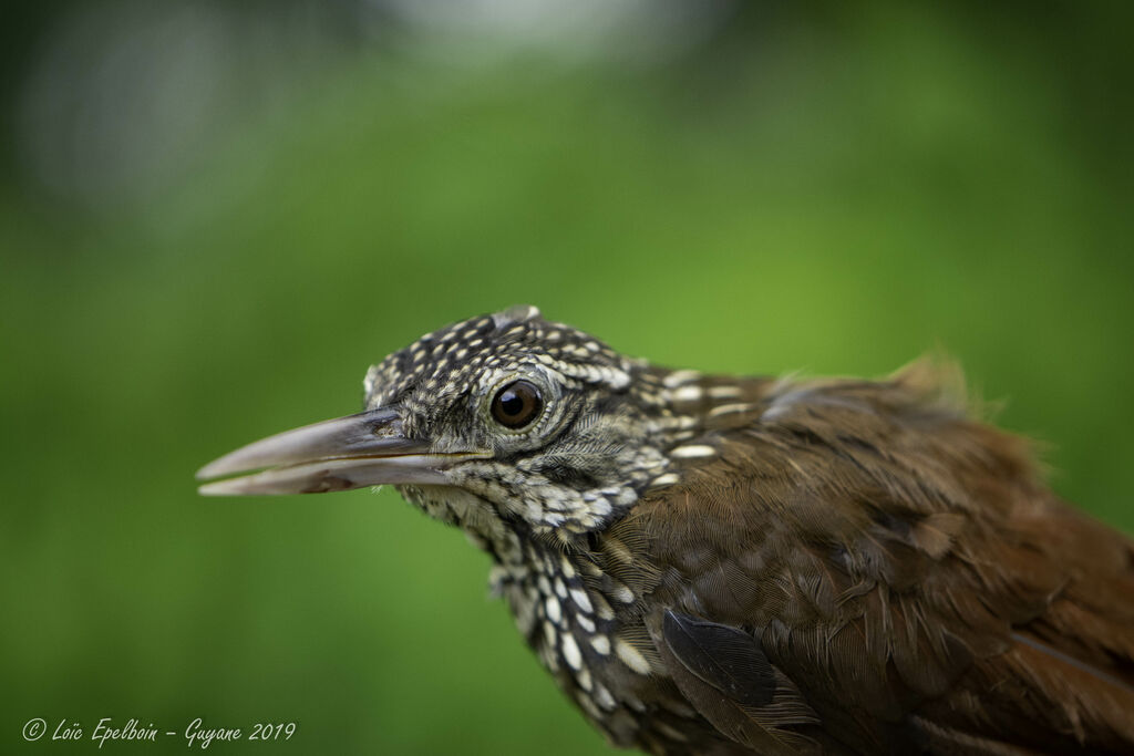 Straight-billed Woodcreeper