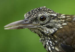 Straight-billed Woodcreeper