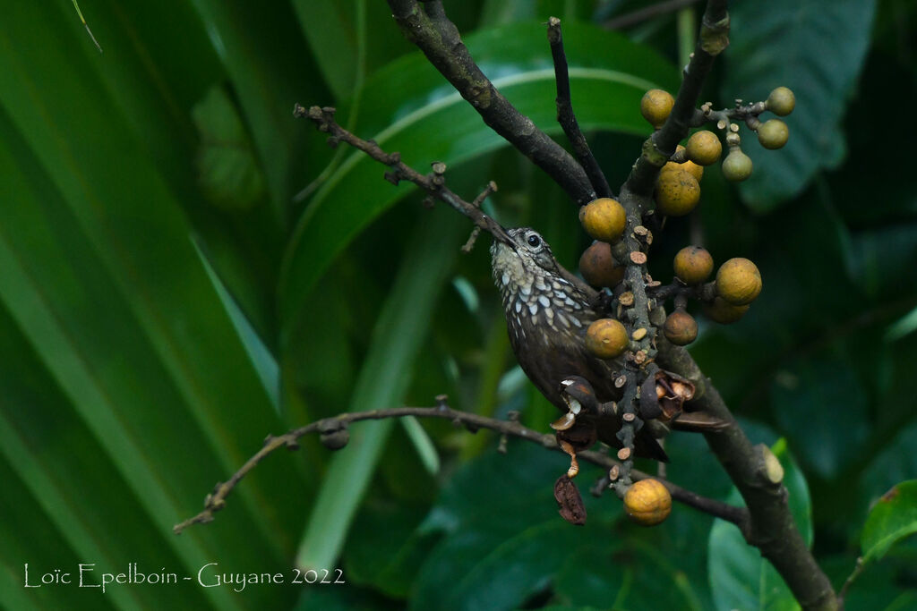 Straight-billed Woodcreeper