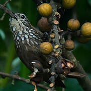 Straight-billed Woodcreeper