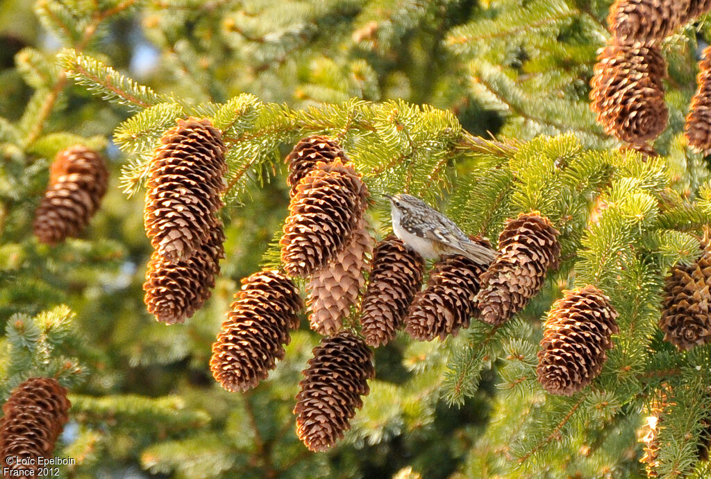 Eurasian Treecreeper