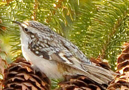 Eurasian Treecreeper