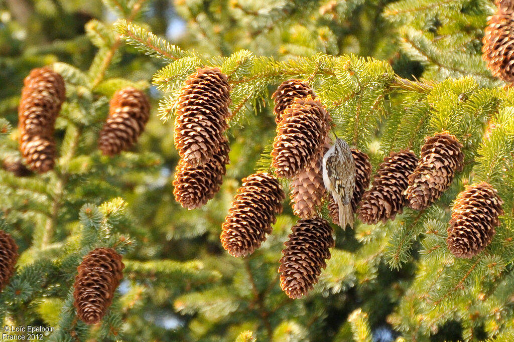 Eurasian Treecreeper