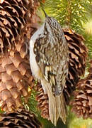 Eurasian Treecreeper