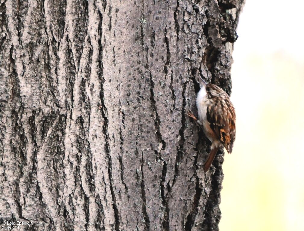 Short-toed Treecreeper