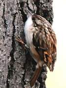 Short-toed Treecreeper