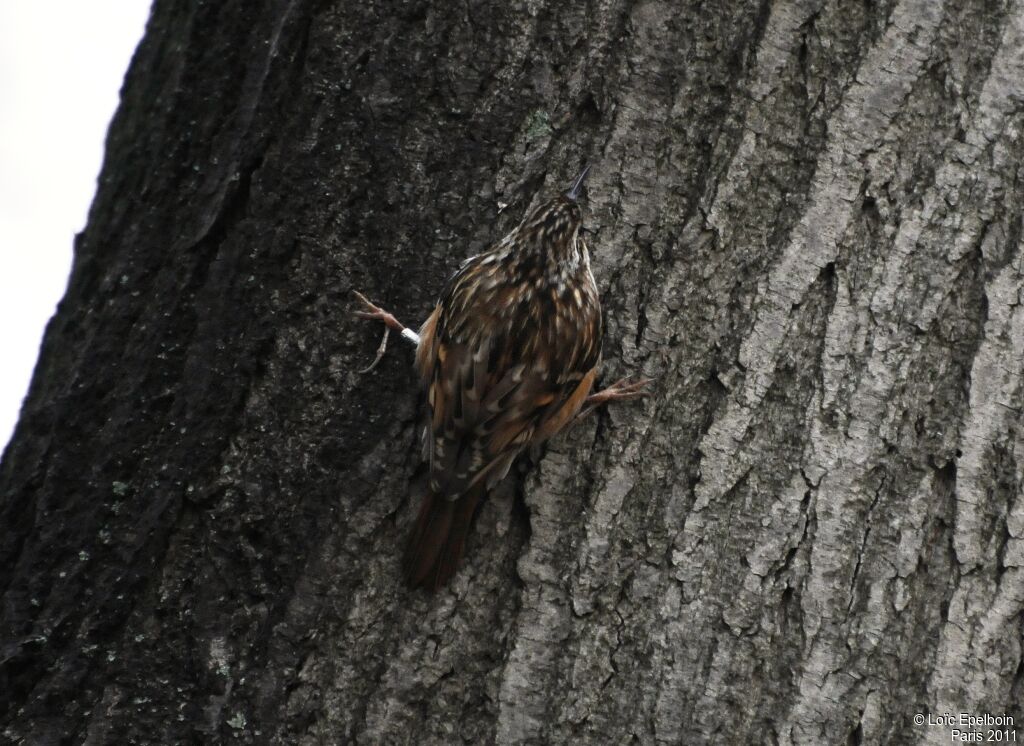 Short-toed Treecreeper