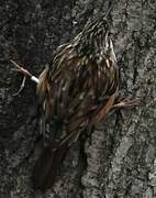 Short-toed Treecreeper