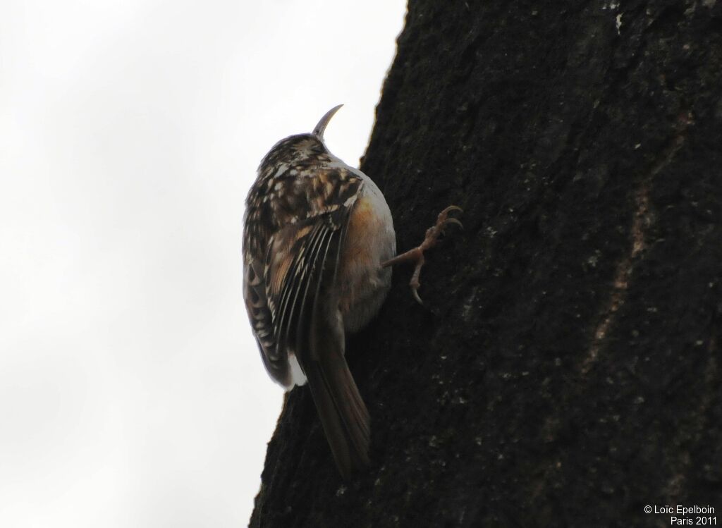 Short-toed Treecreeper