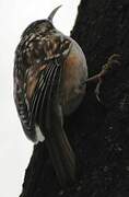 Short-toed Treecreeper