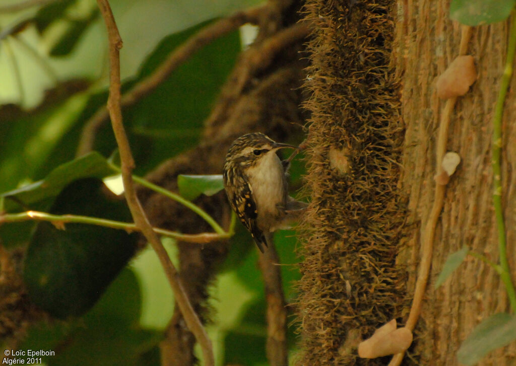 Short-toed Treecreeper