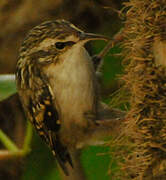 Short-toed Treecreeper