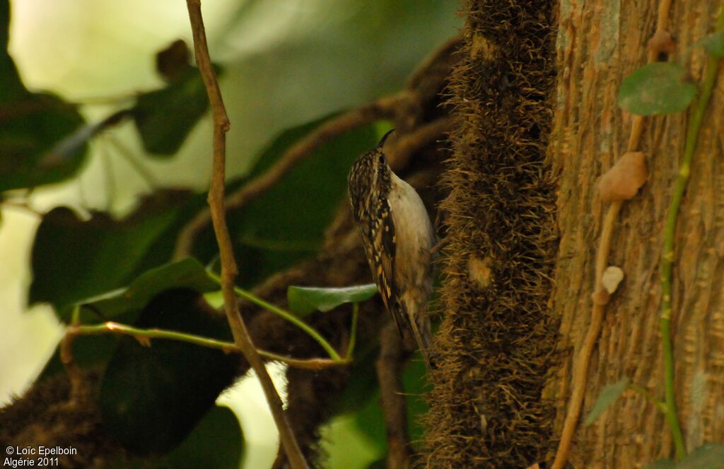 Short-toed Treecreeper