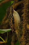 Short-toed Treecreeper