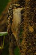 Short-toed Treecreeper