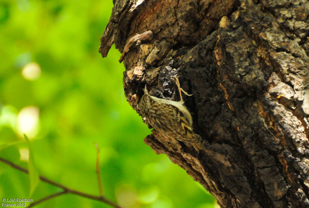 Short-toed Treecreeper