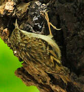 Short-toed Treecreeper