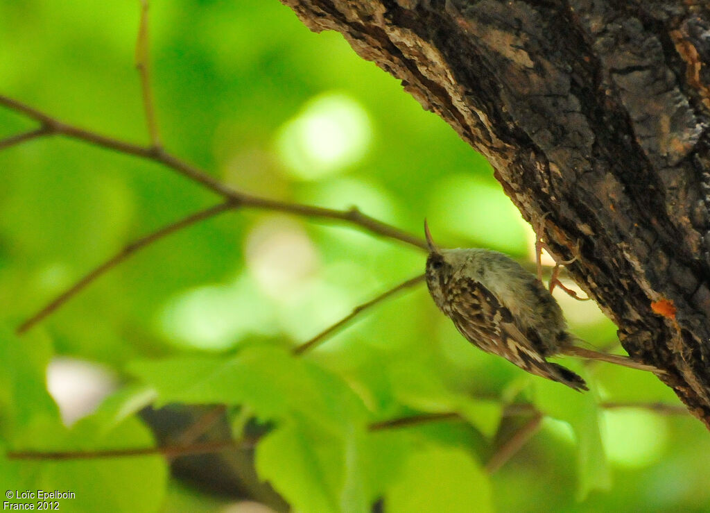 Short-toed Treecreeper