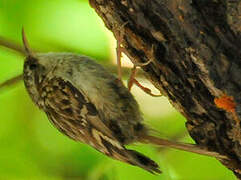 Short-toed Treecreeper