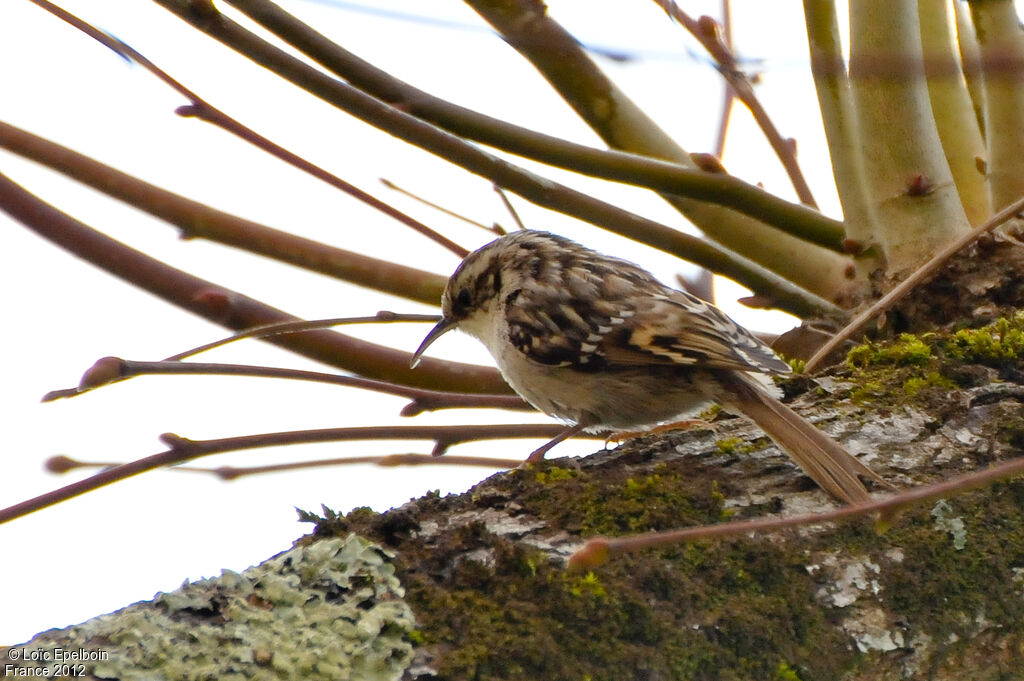 Short-toed Treecreeper