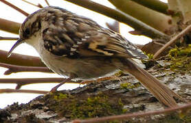 Short-toed Treecreeper