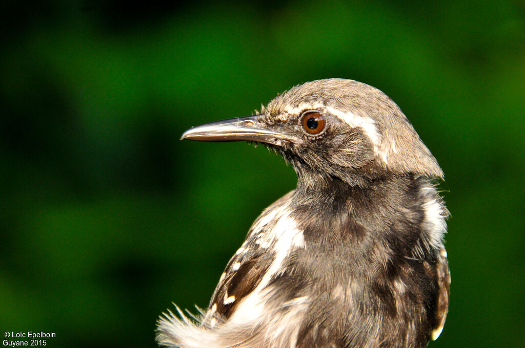 Southern White-fringed Antwren