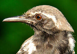 Southern White-fringed Antwren