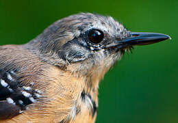 Southern White-fringed Antwren