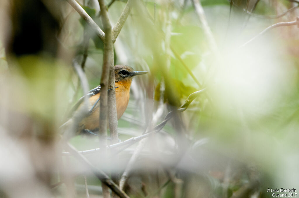 Southern White-fringed Antwren female