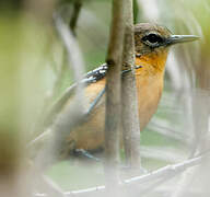 Southern White-fringed Antwren