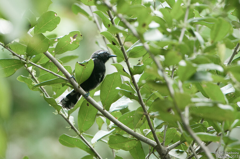 Southern White-fringed Antwren male adult