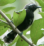 Southern White-fringed Antwren