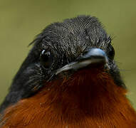 Dot-winged Antwren