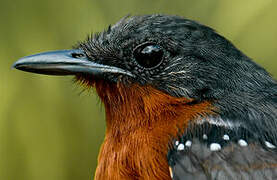 Dot-winged Antwren