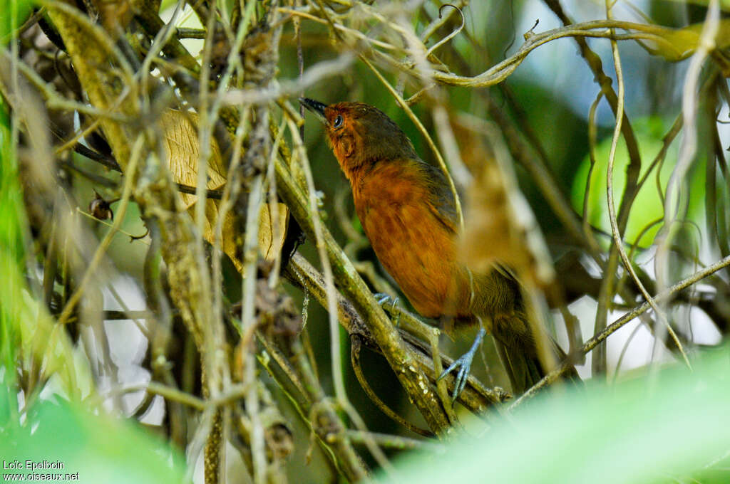 Blackish Antbird female adult, identification