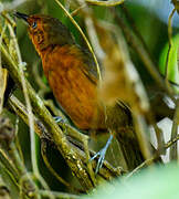 Blackish Antbird