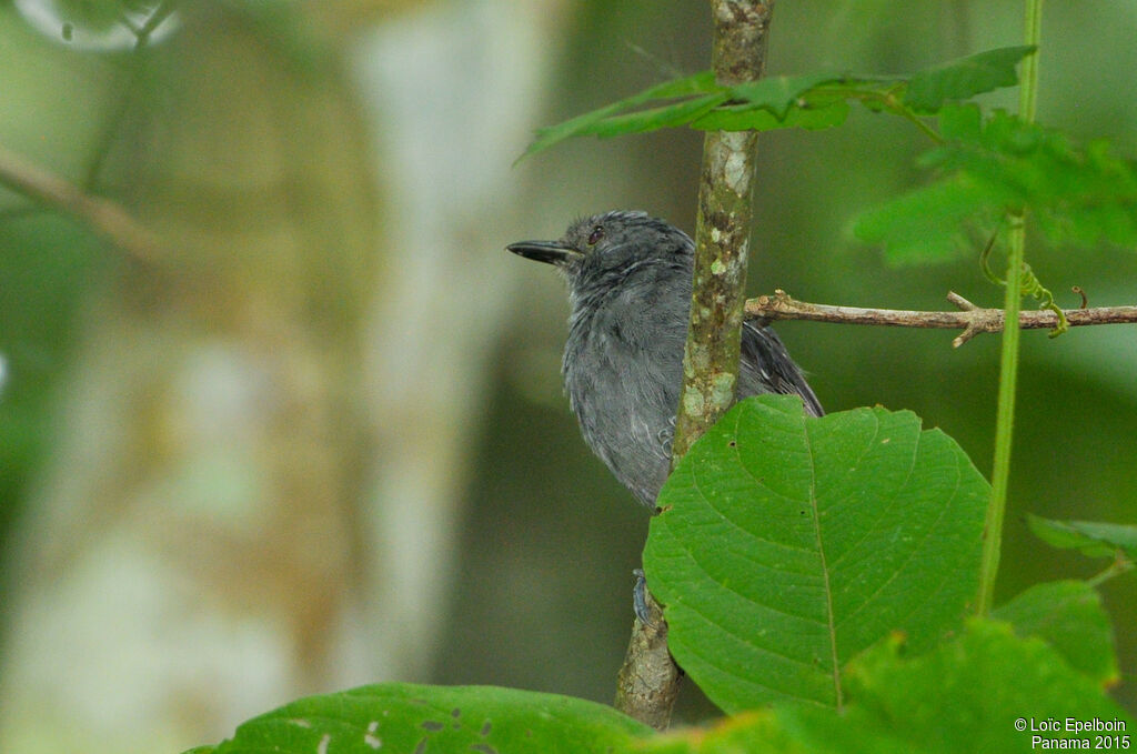 Dusky Antbird