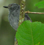 Dusky Antbird