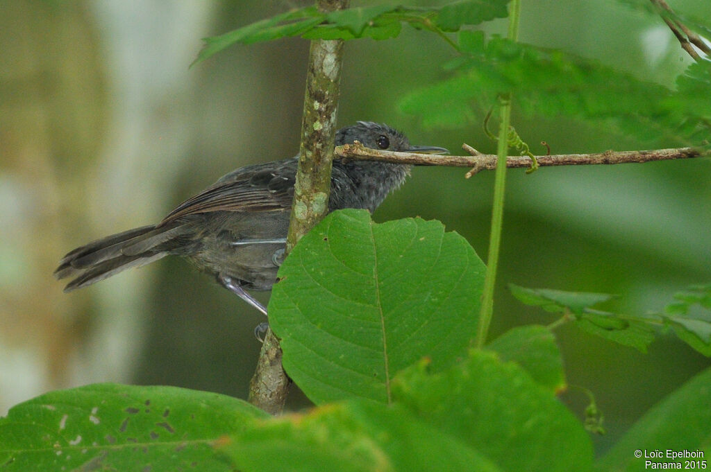 Dusky Antbird