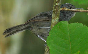 Dusky Antbird