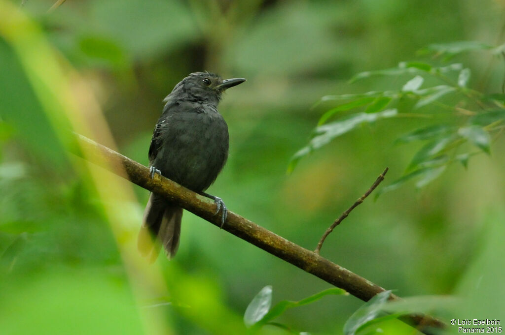 Dusky Antbird