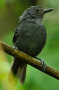 Dusky Antbird