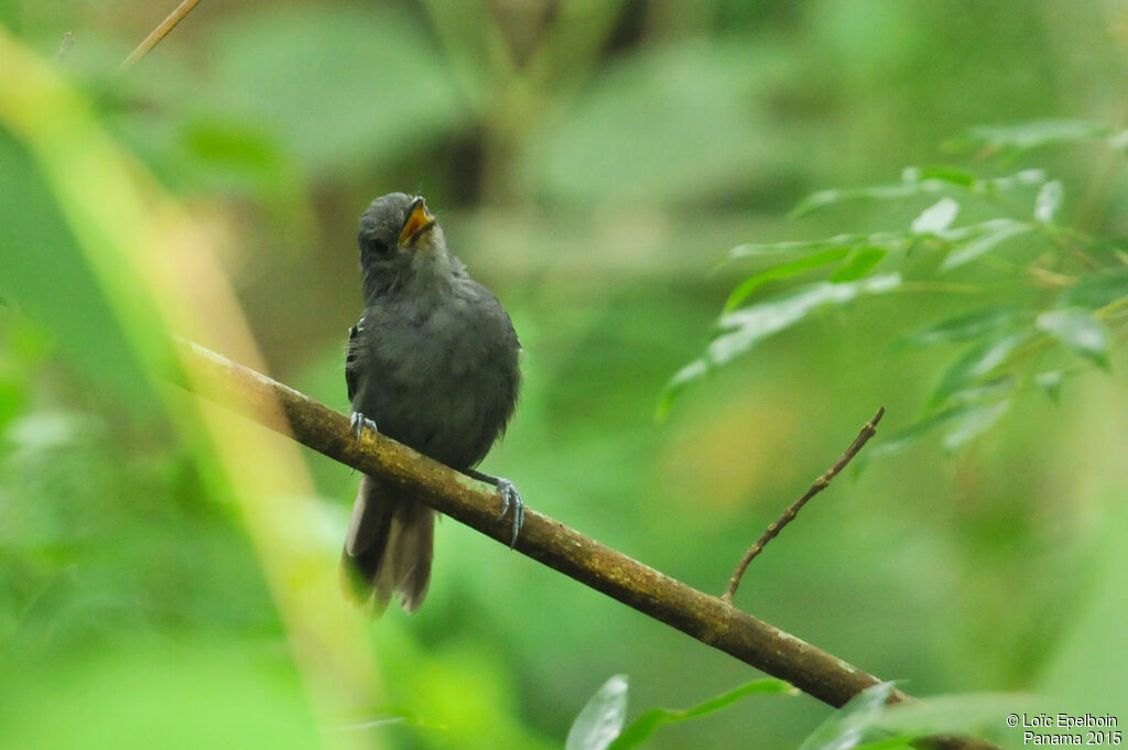 Dusky Antbird