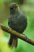 Dusky Antbird