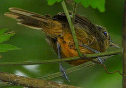 Dusky Antbird